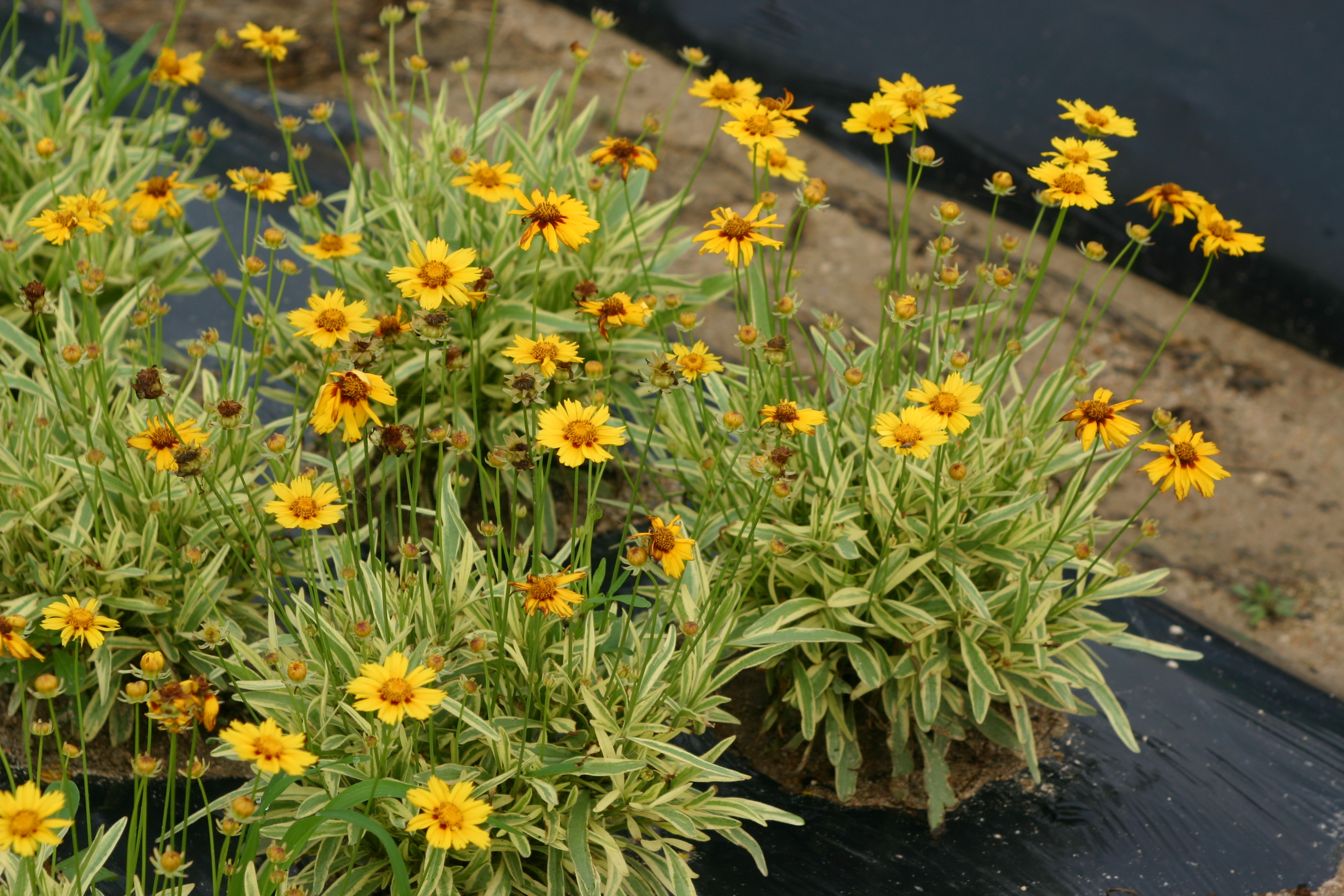 Coreopsis grandiflora 'Tequilla Sunrise'